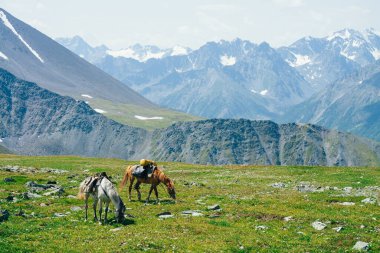 İki güzel at büyük karlı dağların arasında yeşil alp çayırlarında otluyor. Atlarla dağlık arazinin muhteşem manzarası. Yük atları ve dev buzullarla dolu canlı bir dağ manzarası.