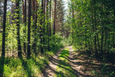Yoğun ormandaki çalılıklar. Ormanın zıtlıklarıyla güneşli manzara. Bir sürü ağaç ve gün ışığında yemyeşil bitki örtüsüyle çevrili güzel odunsu bir manzara. Zengin bitki örtüsü olan atmosferik orman manzarası.