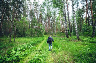 Sırt çantalı bir adam gür çalıların arasında güneşli ormanda yürüyor. Çam ormanında bir adamla güzel bir orman manzarası. Ormandaki çalıların arasında sırt çantalı bir adam. Arkadan bak. Yaz doğası.