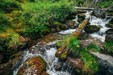 Dağ yamacındaki ormanda küçük bir nehirde vahşi ve güzel bir bitki örtüsü. Yosun tutmuş ağaç gövdeleri ve yosunlu kayalar temiz kaynak suyunda. Dağ deresindeki şelalelerin orman manzarası.