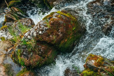 Dağ deresinin temiz kaynak suyundaki yosunlu kayayla arka plan manzarası. Şeffaf suda yosunları olan büyük taşlı doğal zemin. Küçük nehirde hızlı akış.