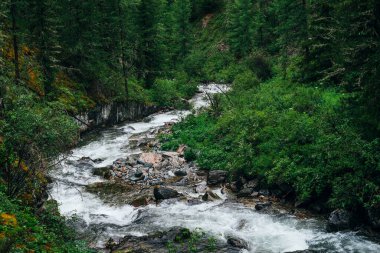 Atmosferik yeşil orman manzarası ve kayalık vadide dağ deresi. Vahşi nehri olan güzel gizemli tayga. Orman tazeliğinin canlı manzarası. Dağ nehri boyunca yosunlu kayalıklarda zengin yeşillik.