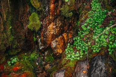 Canlı yeşilliği olan, güzel, ıslak, yosunlu kayalar. Taşların üzerinde yosunlar olan renkli bir arka plan. Yosunlu kayalıklarda zengin bitki örtüsüyle resmedilmiş doğal bir zemin. Kayaların üzerinden kaynak suyu akar.