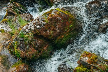 Dağ deresinin temiz kaynak suyundaki yosunlu kayayla arka plan manzarası. Şeffaf suda yosunları olan büyük taşlı doğal zemin. Küçük nehirde hızlı akış.
