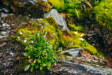 Yosunlu taşların üzerinde bir sürü küçük mavi Myosotis çiçeği. Yoğun yosun ve yemyeşil dağ bitkileriyle doğal bir manzara. Damlacıklı taze yeşillik. Damlalı ıslak bitkiler. Zengin alp bitkisi. Yakın plan..