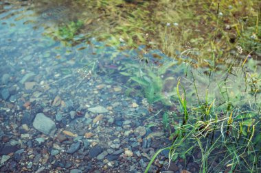 Yeşil bitki örtüsünün doğa arka planı ve temiz sudaki taşlar. Su altı bitki örtüsü. Yakın plan. Sel sonrası dağ gölünün dibindeki doğal yeşillik dokusu. Gölün sakin şeffaf su yüzeyi.