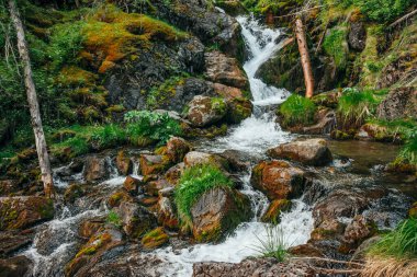 Zengin bitki örtüsü arasında ormanda güzel şelalesi olan manzaralı bir yer. Dağ deresinde devrilmiş ağaç gövdesi olan atmosferik ahşap bir manzara. Vahşi bitkiler ve kayalar arasındaki bahar suyu.