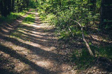 Atmosferik orman manzarası. Etrafı yemyeşil bitkilerle çevrili. Yeşil yaz ormanı manzarası. Toprak yolun yakınındaki devrilmiş küçük bir ağaç. Canlı yeşillikler arasında. Yoğun ormanda güzel manzaralı bir yer..