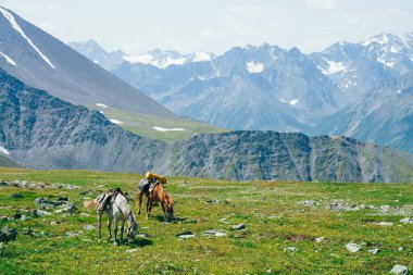 İki güzel at büyük karlı dağların arasında yeşil alp çayırlarında otluyor. Atlarla dağlık arazinin muhteşem manzarası. Yük atları ve dev buzullarla dolu canlı bir dağ manzarası.
