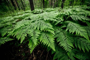 Yoğun eğrelti otları yakın plan. Eğreltiotu dolu güzel bir arka plan. Ağaçlar arasındaki zengin yeşilliğin manzarası. Kaotik yabani eğrelti otlarıyla dolu. Bereketli eğreltiotu yapraklarının canlı yeşil dokusu.