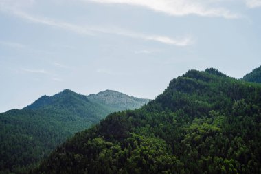 Açık mavi gökyüzünün altındaki yeşil tepe. Güneşli bir günde tamamen ormanla kaplı canlı yeşil dağlar. Orman tepeleri olan harika manzaralı dağlık bir arazi. Bereketli yeşilliği olan renkli yüksek arazi manzarası.