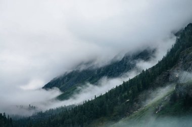 Dağdaki kozalaklı orman alçak bulutların arasında. Yoğun siste kozalaklı ağaçlarla kayalık dağların atmosferik görüntüsü. Büyük kayalıklardaki hayalet sisli orman. Sabahın erken saatlerinde minimalist dramatik manzara