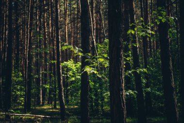 Manzaralı çam ormanı manzarası ve yemyeşil güneş ışığı altında bitki örtüsü. Çam gövdeleri arasında canlı yeşil yaprakları olan güzel bir dal. Yoğun ormanlarda, güneş altında zengin bitki örtüsünün doğası. Yaz ormanı manzarası.