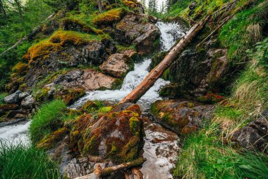 Zengin bitki örtüsü arasında ormanda güzel şelalesi olan manzaralı bir yer. Dağ deresinde devrilmiş ağaç gövdesi olan atmosferik ahşap bir manzara. Vahşi bitkiler ve kayalar arasındaki bahar suyu.
