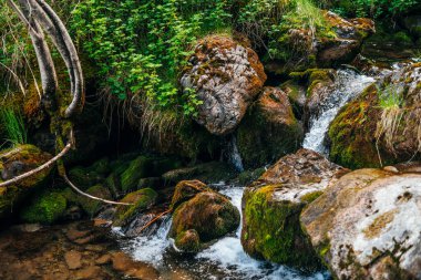 Manzaradan yeşilliğe ve küçük nehrin yakınındaki yosunlu kayalara bitki kökleri. Kayaların üzerinde zengin bitki örtüsü ve kaynak suyuna yakın yosunlar. Dağ deresi yakınlarında vahşi bitki örtüsü olan orman manzarası.