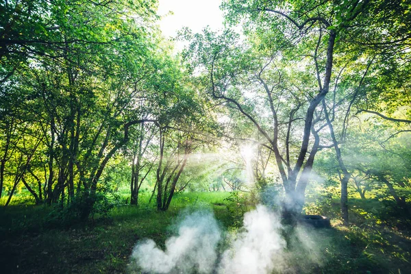 Scenic landscape with sunbeams through tree branches. Summer park in sunlight. Green scenery with beautiful trees golden morning light. Wonderful sunny view. Fresh greenery in spring park in sun beams