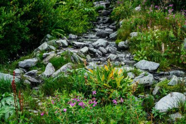 Çimenlerin arasında, kaynak suyunun yanında yetişen küçük pembe ateş çiçekleri. Taşlar ve zengin bitki örtüsü arasında dağlar kadar temiz su akıntısı. Highland Flora 'nın arasında çiçek açan Sally. Alp doğasının güzelliği.