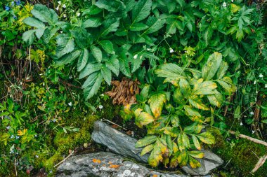 Dağların yemyeşil bitkilerinden oluşan doğal bir arka plan. Yosun gibi yosunlar, taze yeşillikler ve dağ yamacında bir sürü küçük çiçek. Islak bitkiler. Zengin alp bitkisinin renkli doğal arkaplanı.