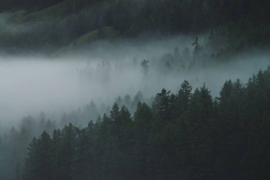 Alp karanlık ormanında alçak bulut. Sisli ormanlardaki hava atmosferik dağ manzarası. Yukarıdan sisli orman tepelerine bakın. Dağlık bölgelerdeki kozalaklı ağaçların arasında yoğun sis var. Hipster, eski tonlar.