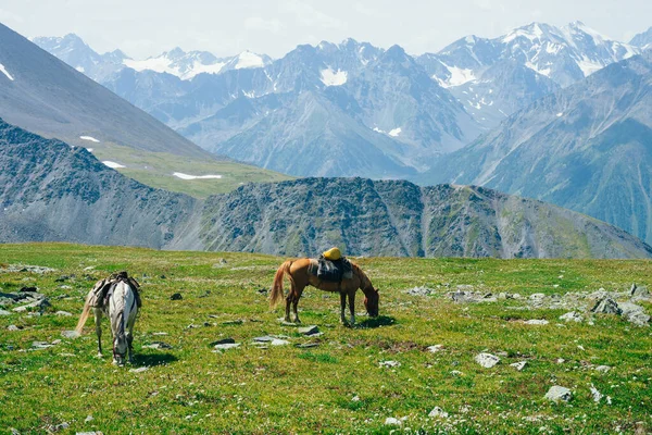 Two Beautiful Horses Grazing Green Alpine Meadow Big Snowy Mountains — Stock Photo, Image