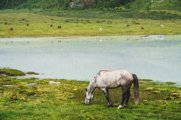 Grijze Paarden Grazen Weilanden Buurt Van Rivier Het Bergdal Witte — Stockfoto