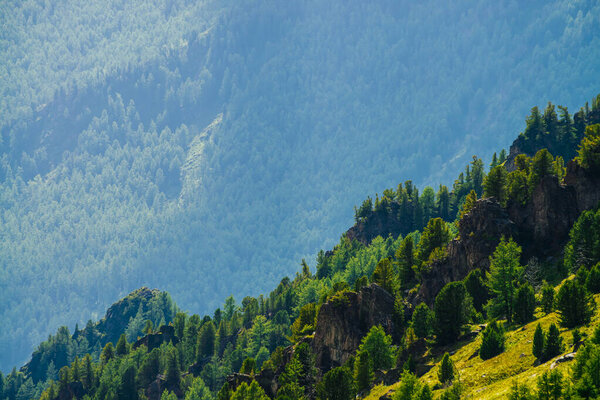 Green mountain scenery with vivid green mountainside with conifer forest and crags. Coniferous trees and rocks on big hillside. Scenic alpine landscape. Big stones on steep slope with rich vegetations