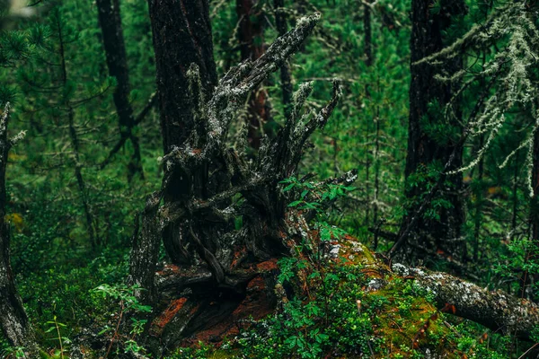 Big Fallen Tree Root Covered Thick Moss Taiga Wilderness Fresh — Stock Photo, Image