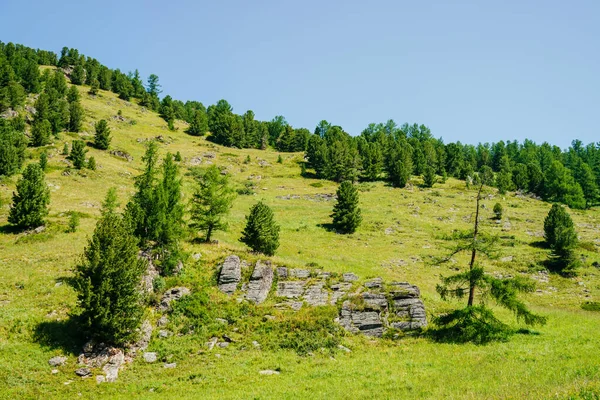 Maravillosa Vista Hermosa Ladera Verde Montaña Con Árboles Coníferas Rocas —  Fotos de Stock