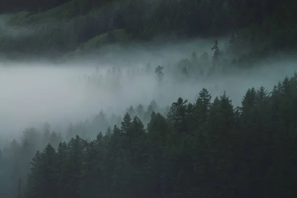 Alp karanlık ormanında alçak bulut. Sisli ormanlardaki hava atmosferik dağ manzarası. Yukarıdan sisli orman tepelerine bakın. Dağlık bölgelerdeki kozalaklı ağaçların arasında yoğun sis var. Hipster, eski tonlar.