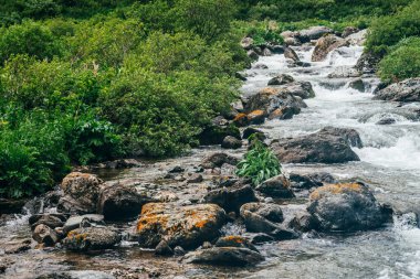 Dağ nehrinde büyük taşlar olan atmosferik bir manzara. Dağ deresindeki kayalar arasında akıntılı güçlü bir su akıntısı. Dağlık derede kayaların arasında hızlı akış. Küçük nehri olan güzel bir manzara