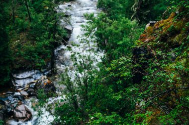 Orman tazeliğinin canlı manzarası. Mountain River 'ın yukarısındaki yosunlu kayalıklarda zengin yeşillik. Vahşi nehri olan güzel gizemli tayga. Mountain Creek yakınlarındaki Highland Flora 'da. Atmosferik yeşil orman arka planı.