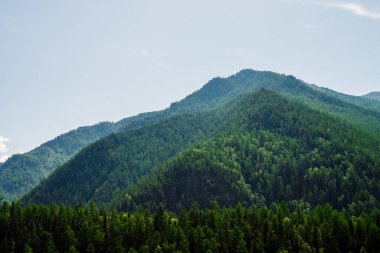 Açık mavi gökyüzünün altındaki yeşil tepe. Güneşli bir günde tamamen ormanla kaplı canlı yeşil dağlar. Orman tepeleri olan harika manzaralı dağlık bir arazi. Bereketli yeşilliği olan renkli yüksek arazi manzarası.