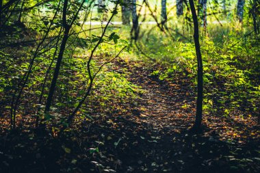 Altın sabah ışığında manzaralı sonbahar ormanı. Güneşli parkta yaprakların döküldüğü güzel bir manzara. Turuncu sonbahar yaprakları güneş ışığında yaya yolunda. Idyllic orman sahnesi. Renkli sonbahar görünümü.