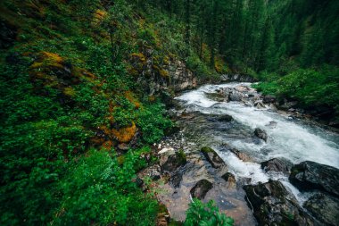 Atmosferik yeşil orman manzarası ve kayalık vadide dağ deresi. Vahşi nehri olan güzel gizemli tayga. Orman tazeliğinin canlı manzarası. Dağ nehri boyunca yosunlu kayalıklarda zengin yeşillik.