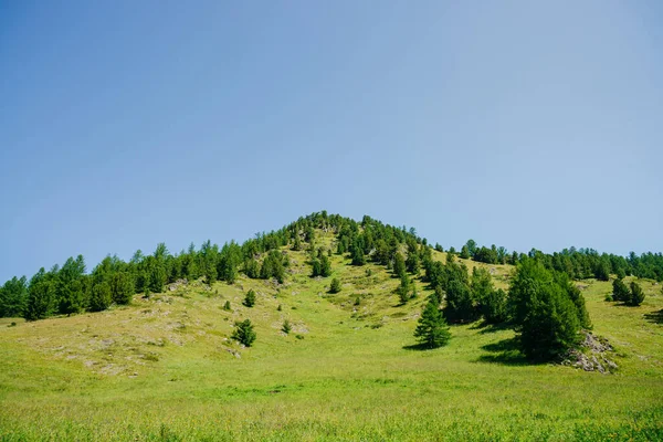 Maravillosa Vista Hermosa Cima Verde Colina Con Árboles Coníferas Bajo — Foto de Stock