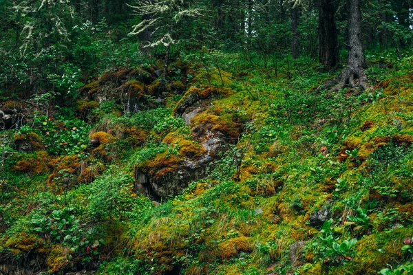 Отаига Богатой Растительностью Крутом Склоне Свежая Зелень Густой Мох Склоне — стоковое фото