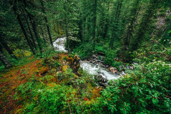 Paisajes Vívidos Frescura Forestal Rica Vegetación Acantilado Musgoso Sobre Río — Foto de Stock