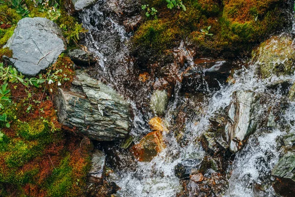 Fundo Cênico Com Fluxo Água Nascente Clara Entre Musgo Grosso — Fotografia de Stock