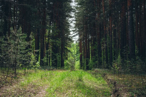 Křoví Hustém Lese Scénický Pohled Kontrasty Hlubokého Lesa Krásná Lesnatá — Stock fotografie