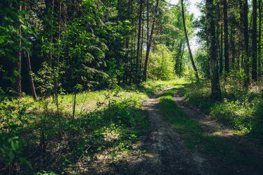 Yoğun ormandaki çalılıklar. Ormanın zıtlıklarıyla güneşli manzara. Bir sürü ağaç ve gün ışığında yemyeşil bitki örtüsüyle çevrili güzel odunsu bir manzara. Zengin bitki örtüsü olan atmosferik orman manzarası.