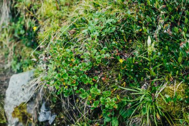 Dağlık arazilerin vahşi bitki örtüsüyle güzel bir doğa geçmişi var. Doğal zemin, dağların yemyeşil bitki örtüsüyle çevrili. Manzaralı, yemyeşil bir dağ manzarası. Bitkilerin doğal dokusu