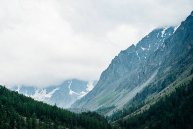 Bulutlu gökyüzünün altında, tepenin yamacındaki kozalaklı ormanın arkasında büyük, güzel bir buzul. Bulutlu havada, dev karlı kayalarda alçak bulutlar. Orman tepeleri ve kayalık dağlarla çevrili Atmosferik Alp manzarası.