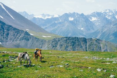 İki güzel at büyük karlı dağların arasında yeşil alp çayırlarında otluyor. Atlarla dağlık arazinin muhteşem manzarası. Yük atları ve dev buzullarla dolu canlı bir dağ manzarası.