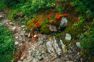 Kalın yosun ve yemyeşil bitki örtüsünün arasındaki patikalı manzara. Yosunlu yosunlu yamaçta dağ yolu taze yeşillik ve bir sürü küçük çiçekle. Zengin alp bitkileri arasında patikası olan renkli bir manzara..