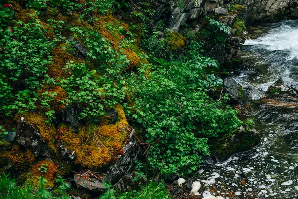 Cenário Vívido Frescura Florestal Rica Vegetação Rochas Musgosas Longo Rio — Fotografia de Stock