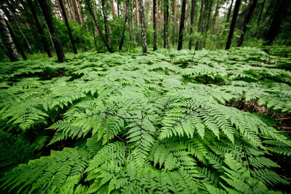 Los Helechos Densos Espesan Cerca Hermoso Fondo Natural Con Muchos —  Fotos de Stock