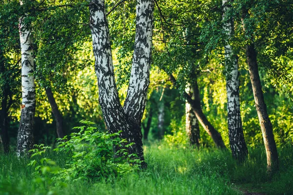 Мальовничий Пейзаж Подвійним Деревом Літньому Лісі Сонячному Світлі Зелені Пейзажі — стокове фото