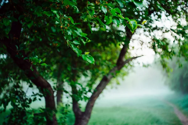 Živé Listy Stromů Pozadí Bokeh Bohatá Zeleň Slunci Kopírovacím Prostorem — Stock fotografie