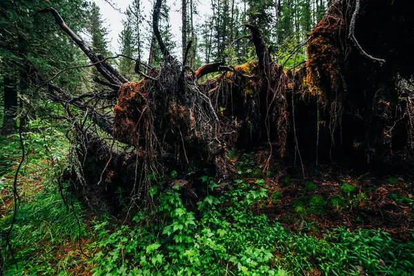 Большой Упавший Корень Дерева Покрытый Густым Мхом Тайге Среди Свежей — стоковое фото