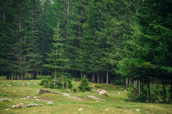 Atmospheric forest scenery with meadow with stones among firs in mountains. Scenic landscape with glade among stones in mountain coniferous forest. Beautiful view to conifer trees in mountain woods.
